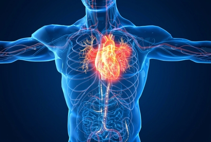 Illustration representing integrated cardiometabolic care for heart health and related conditions
